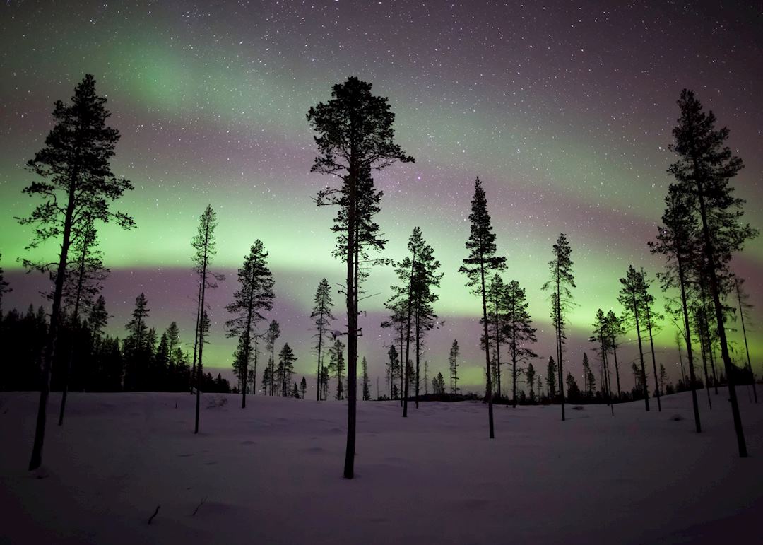Northern lights over the forest, Kiruna