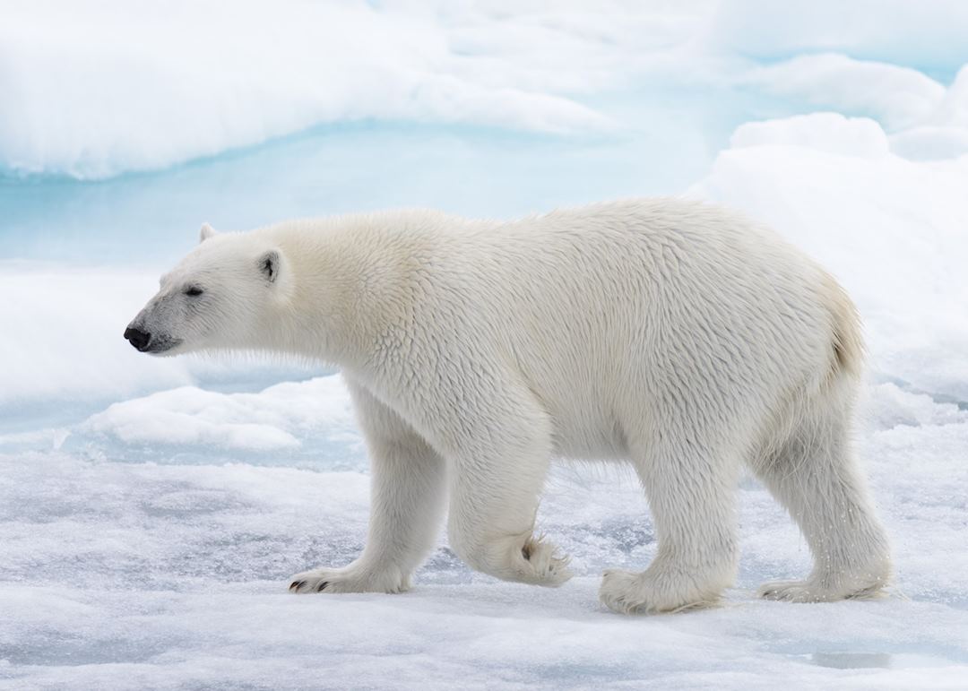Polar bear, Barrow, Alaska