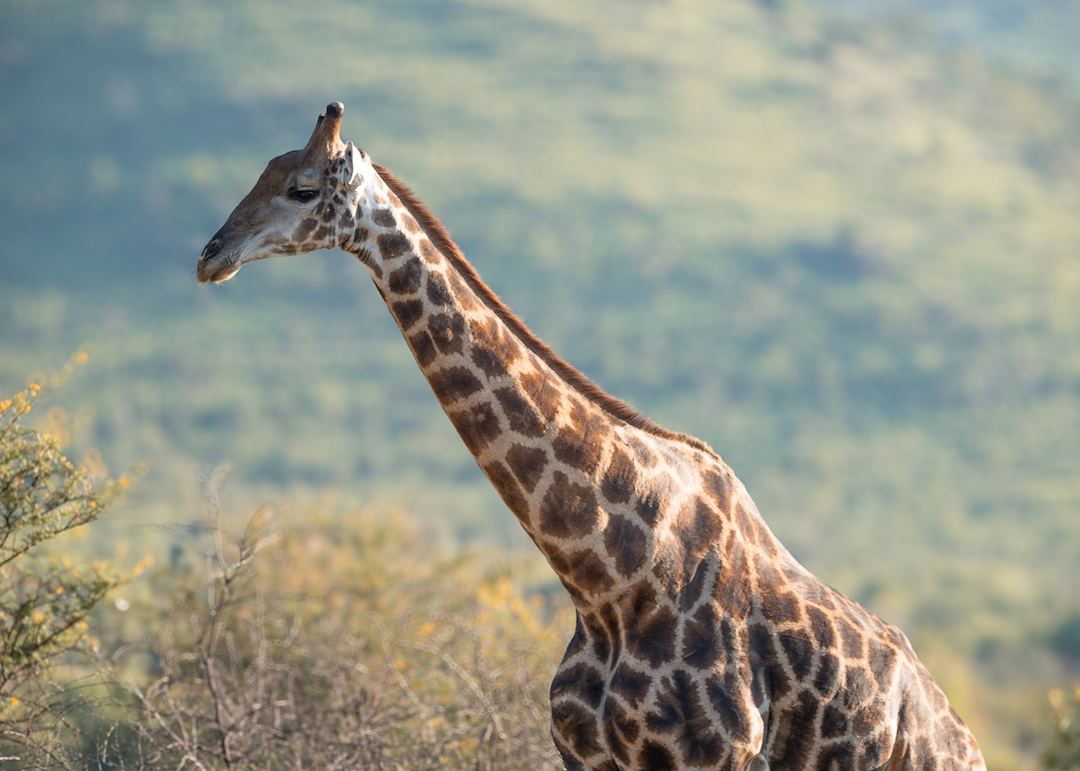 Cape giraffe, Pilanesberg National Park