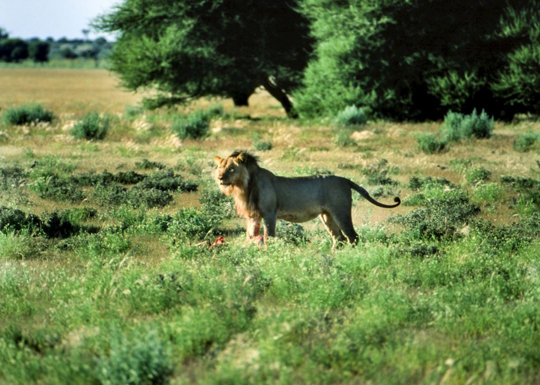 Lion in Ghanzi, Botswana