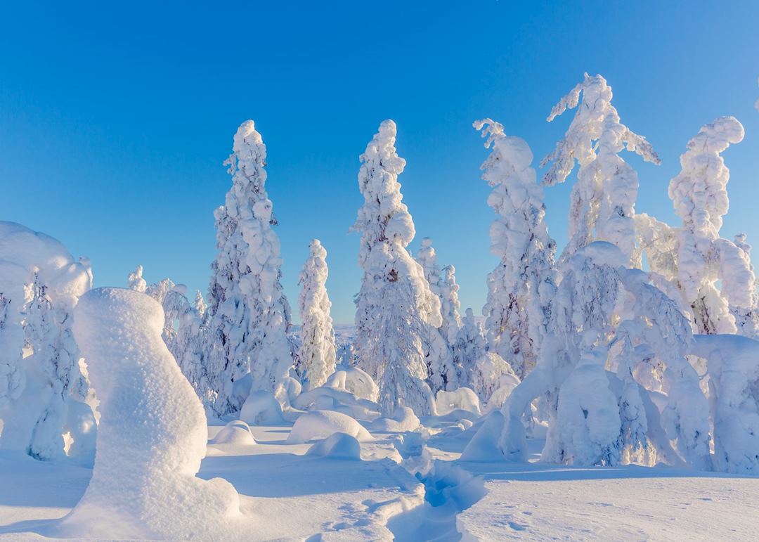 Snow-covered fir trees, Finnish Lapland