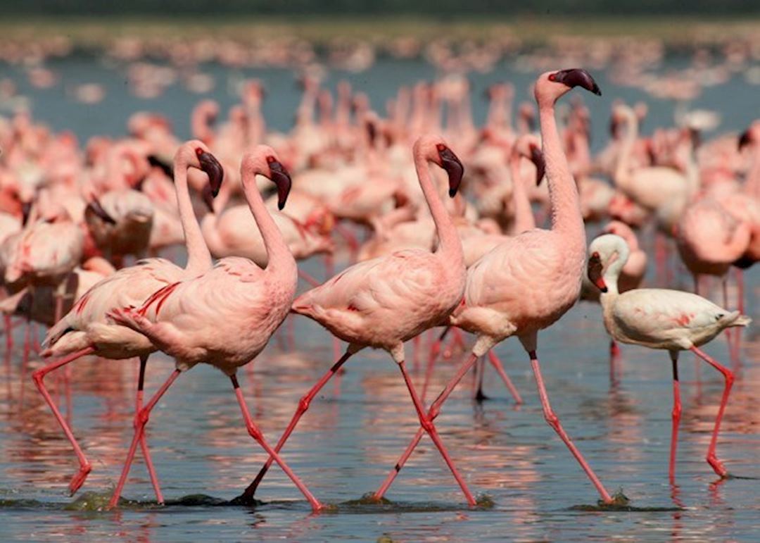 Flamingoes Lake Nakuru