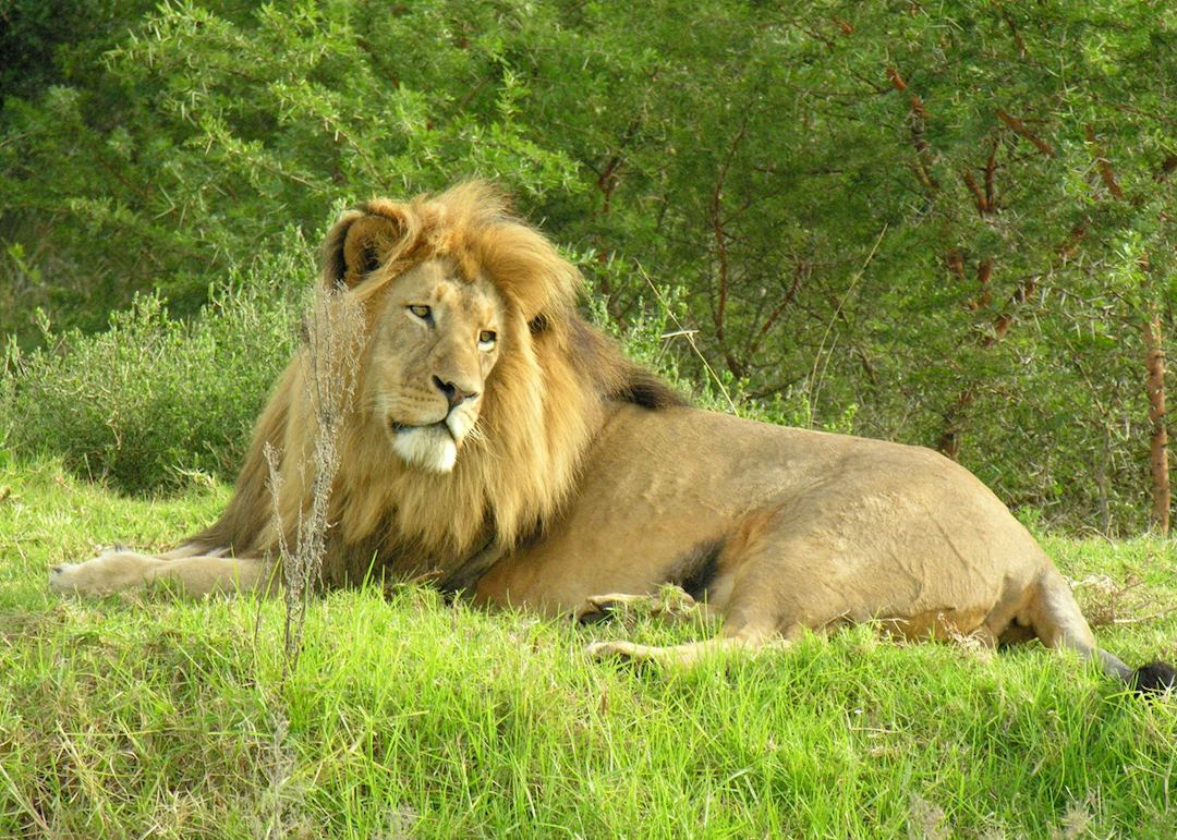 Pumba Private Game Reserve, Eastern Cape Game Areas