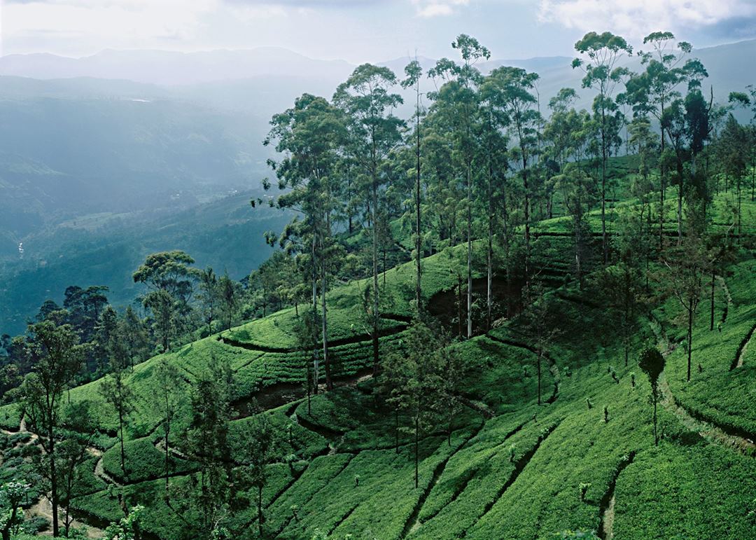 The Tea Country