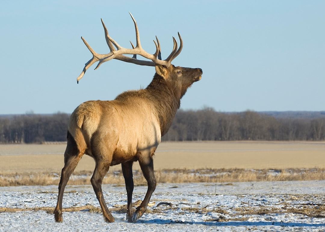 Bull elk in Manitoba