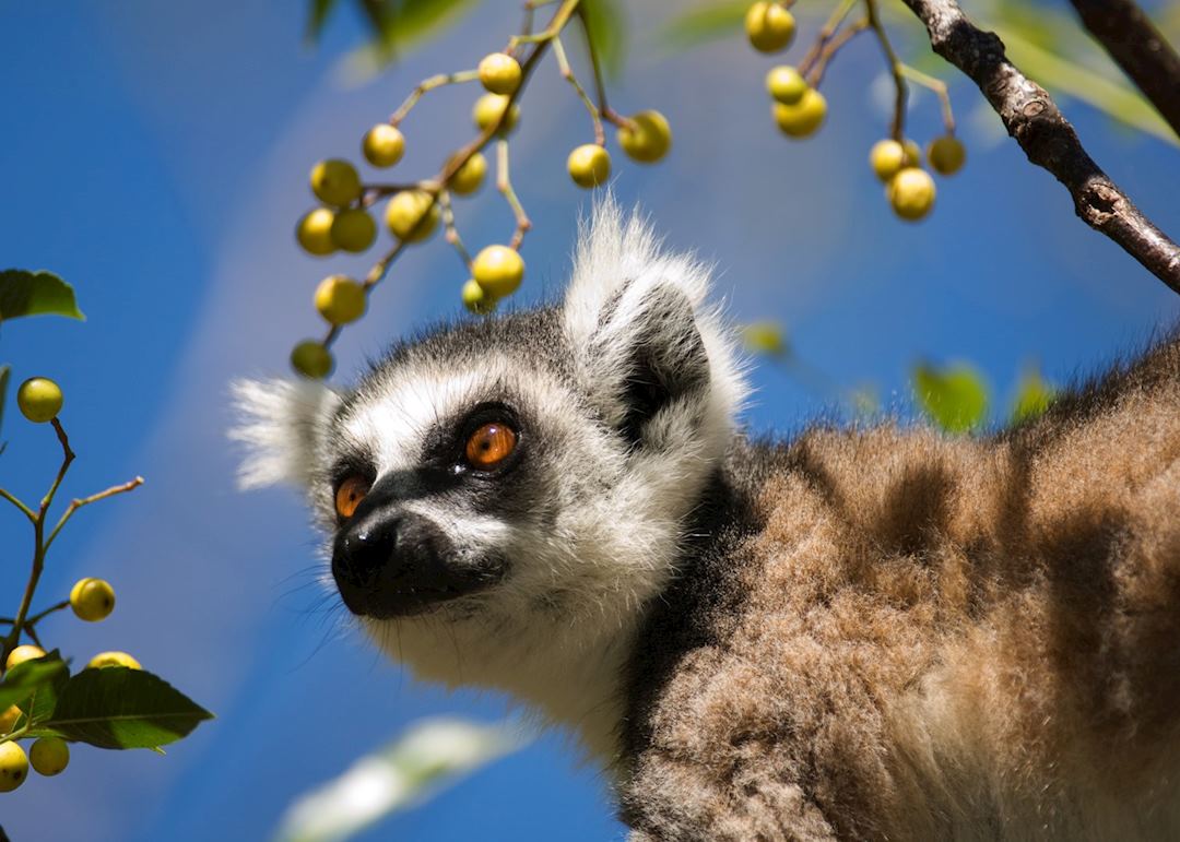 Ring-tailed lemur, Madagascar