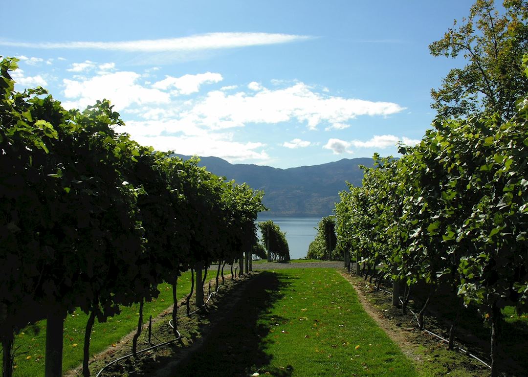 Vineyards, Kelowna, Canada