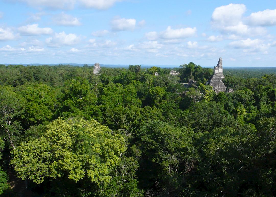 Canopy view of Tikal