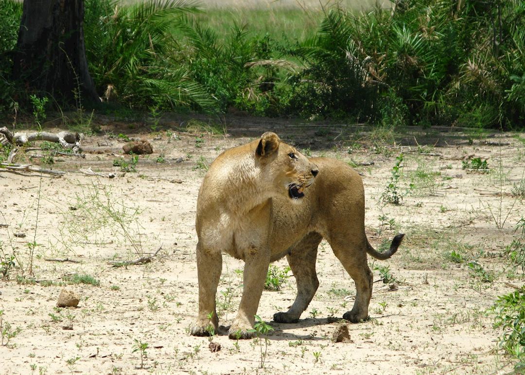 Lion, Duba Concession, Botswana