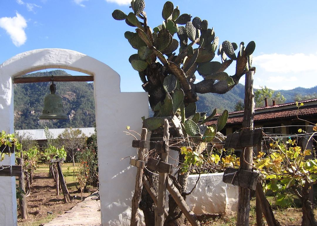 Hotel Mision vineyard, Cerocahui