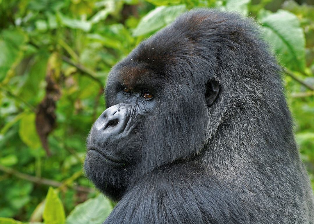 Silverback gorilla