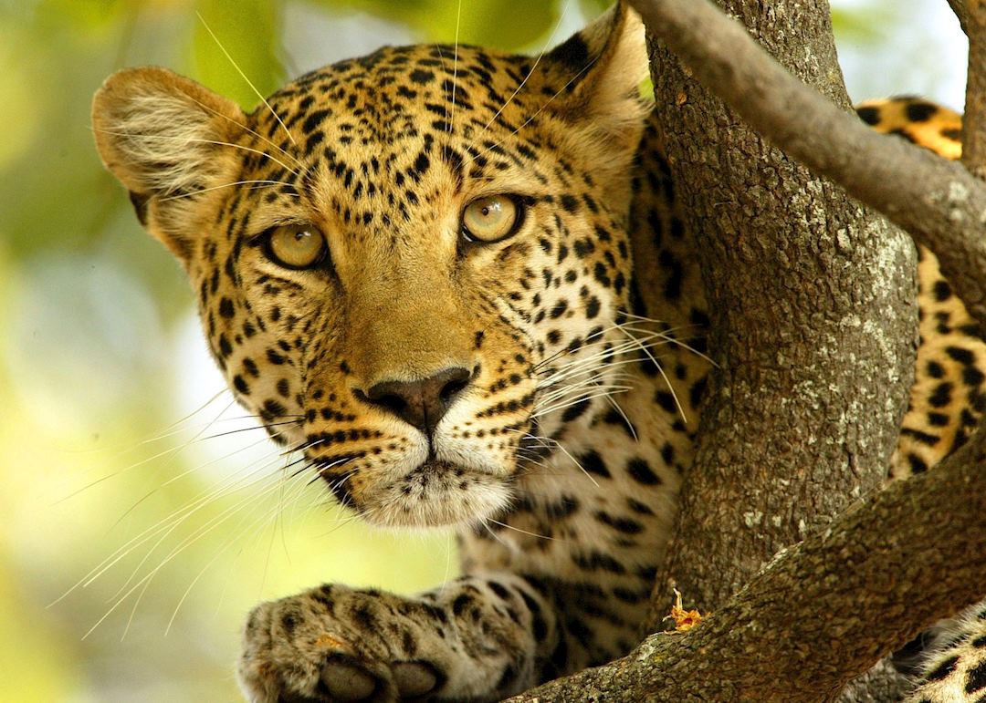 Leopard