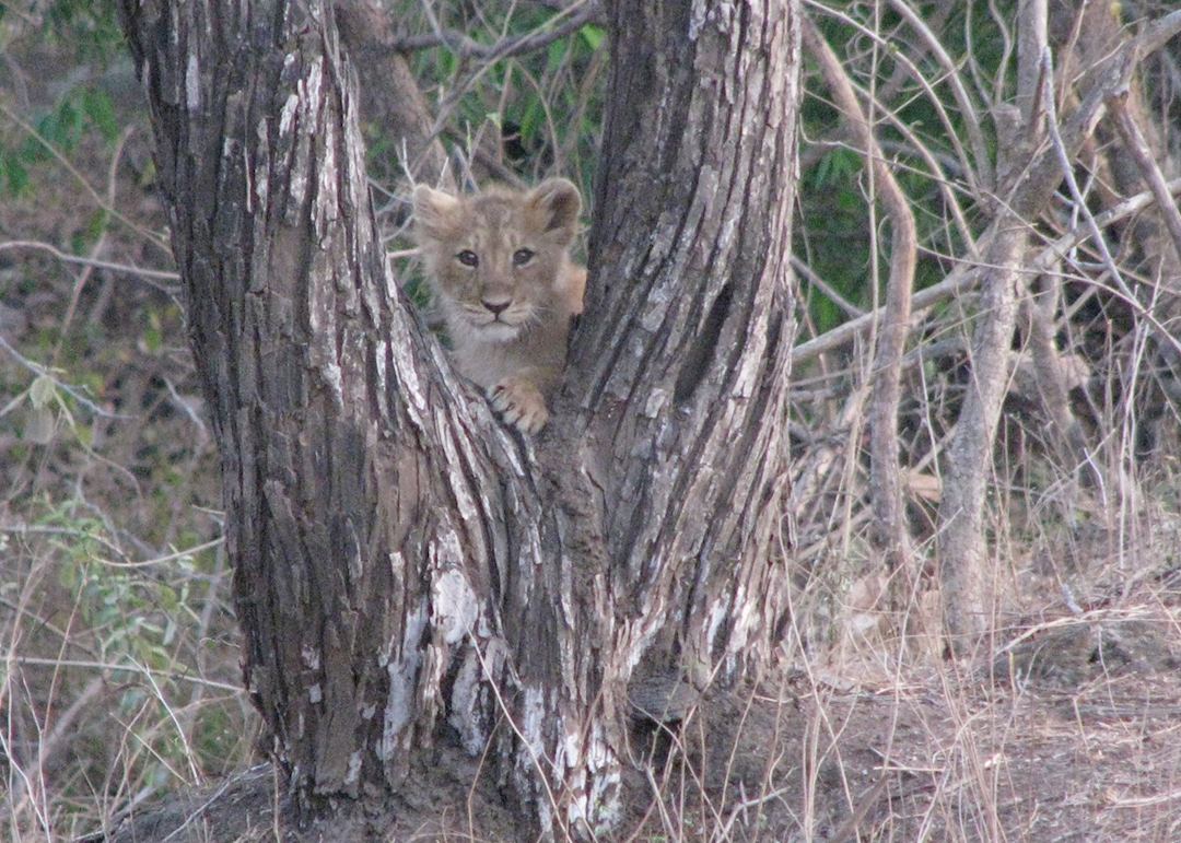 A cub in caught in a playful mood at Gir
