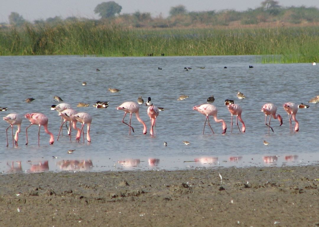 Flamingos in the Little Rann of Kutch