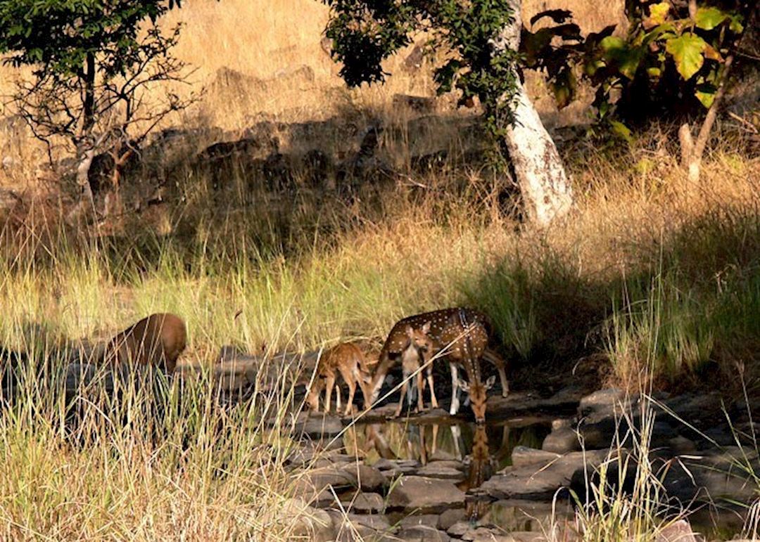 Spotted deer, Panna National Park, India