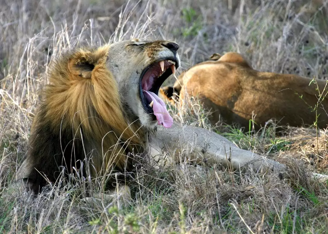 1 Day Mikumi Safari from Zanzibar