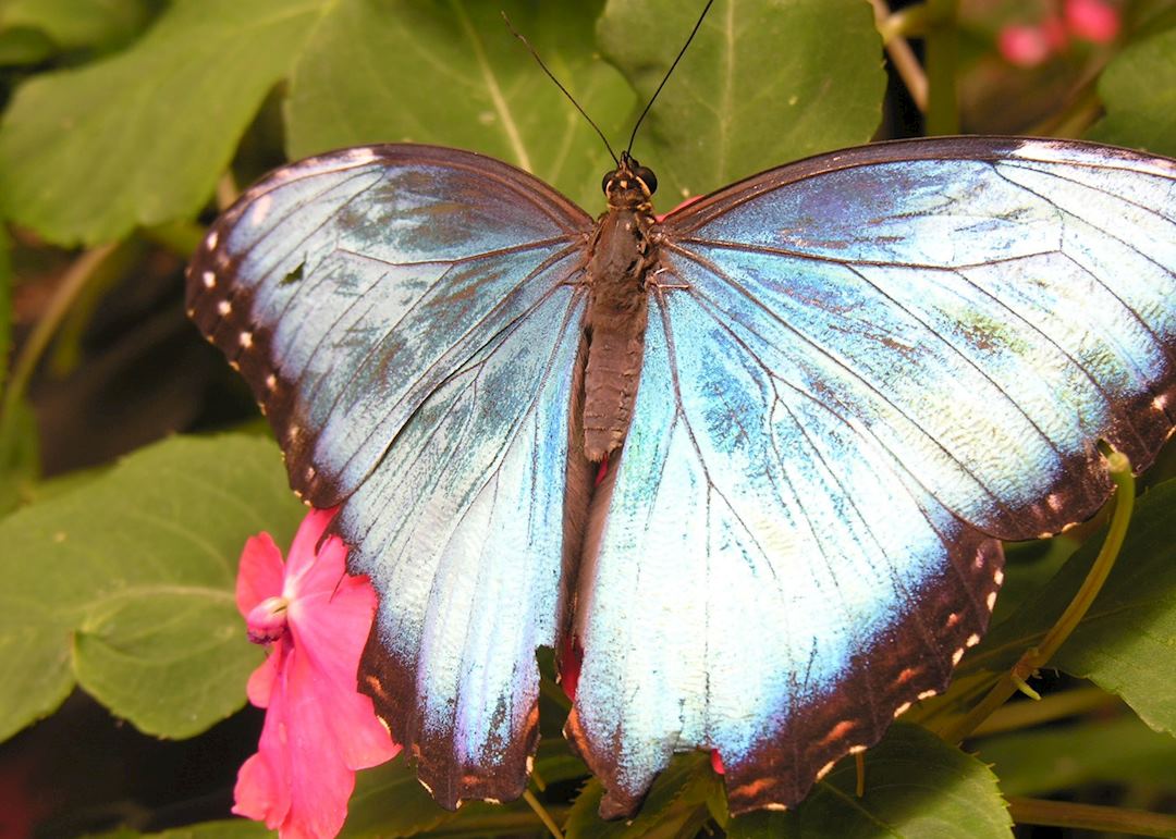 Blue morpho butterfly, Costa Rica