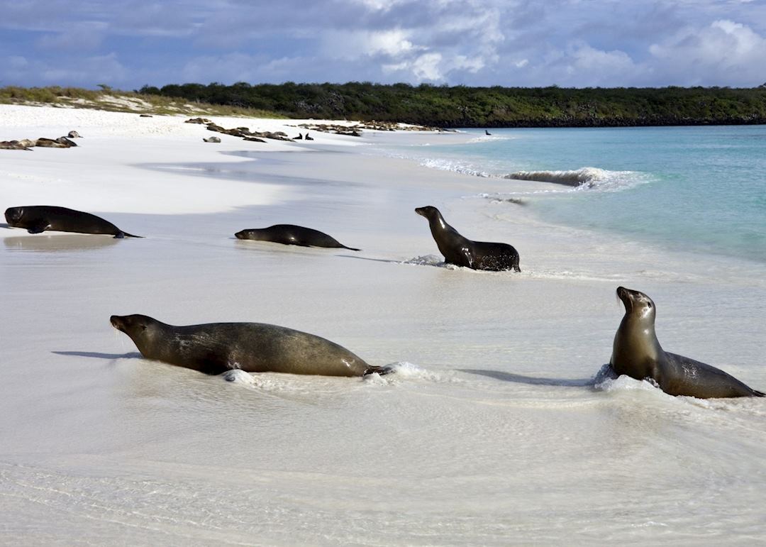 Galapagos sea lions