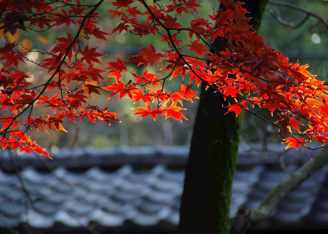 Momiji autumn leaves