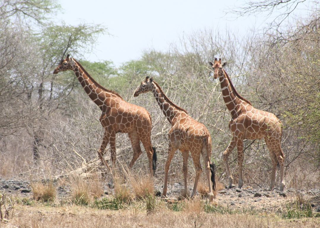 Meru National Park, Kenya