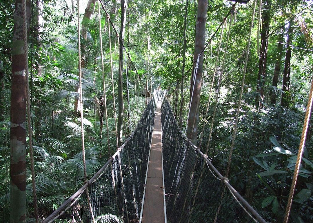 Tha canopy walkway at Taman Negara, Malaysia