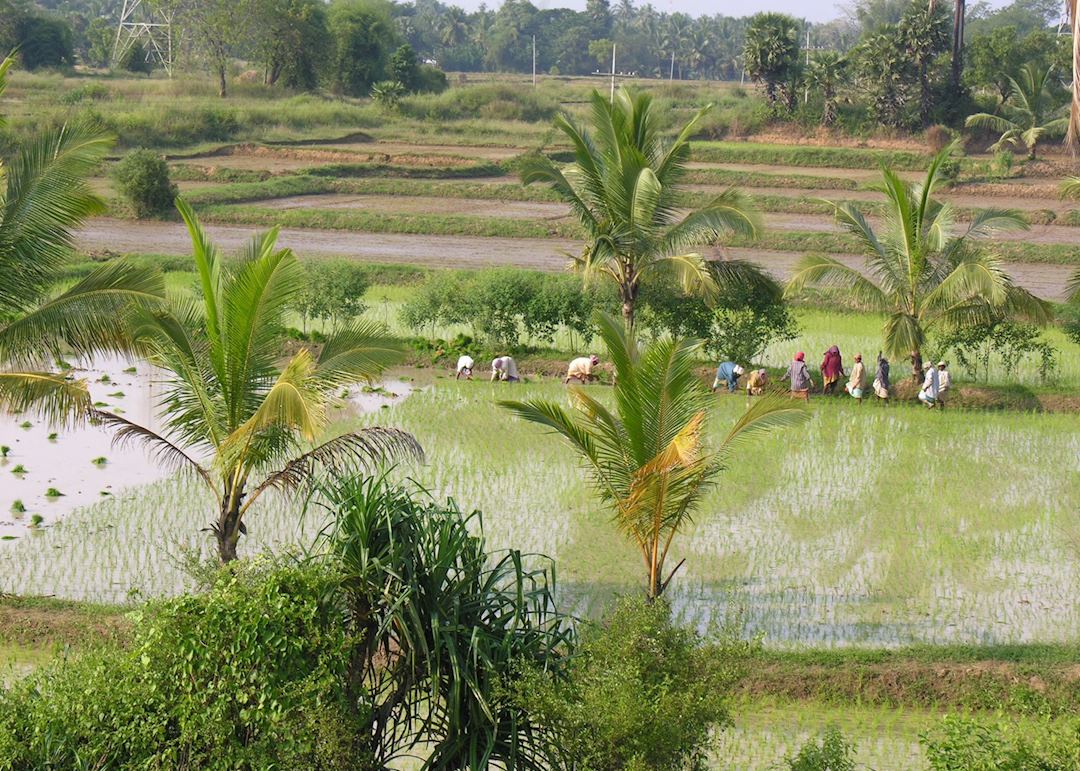 Keralan farming, Palakkad, India