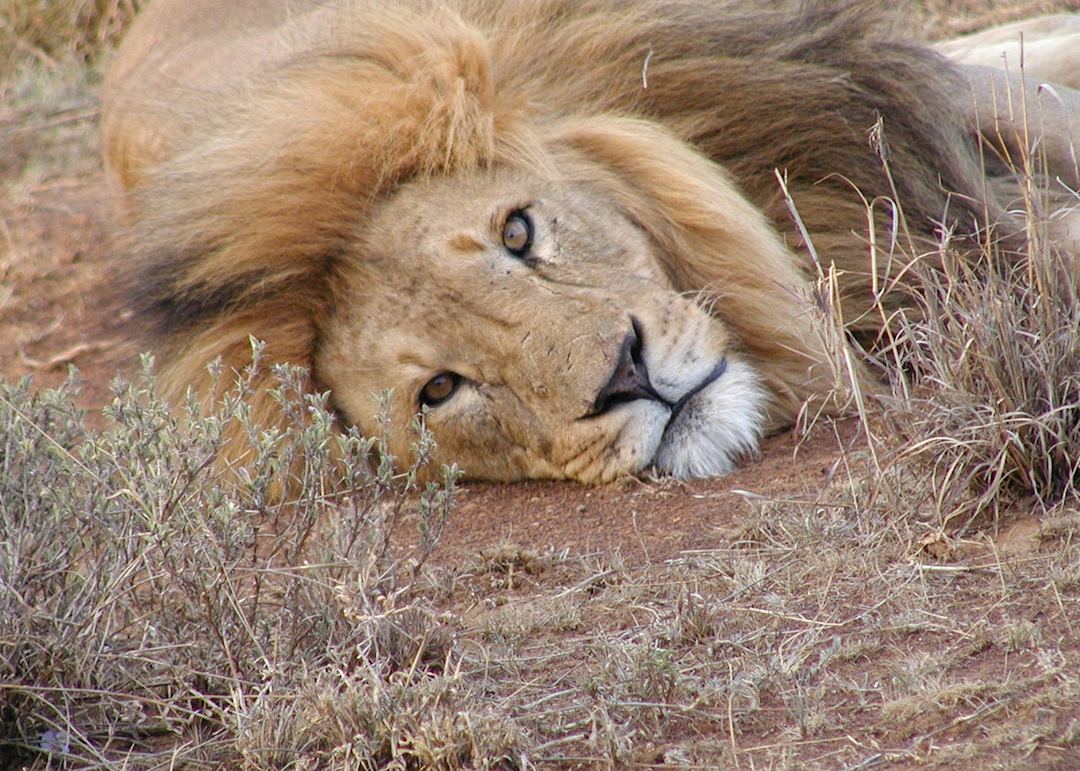 Lion, Sosian Ranch