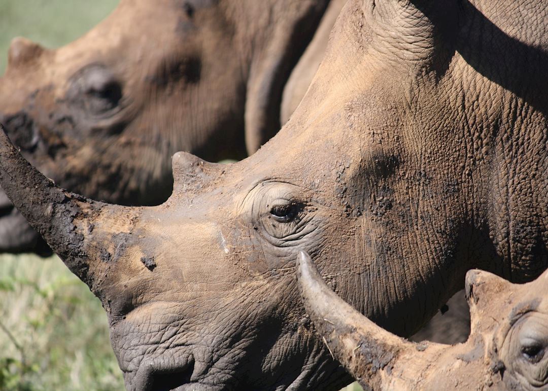 White Rhino, Lewa Wilderness Conservancy, Kenya