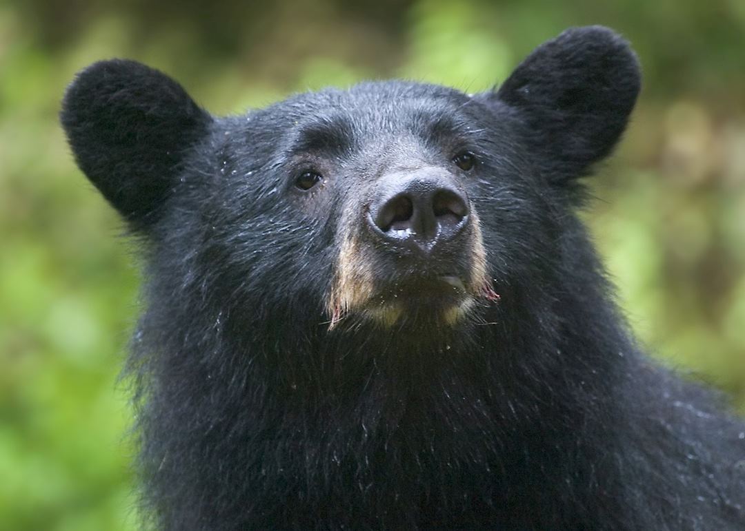 Black bear