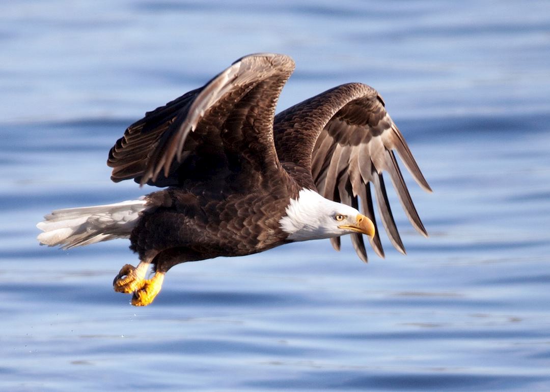 Bald eagle in flight
