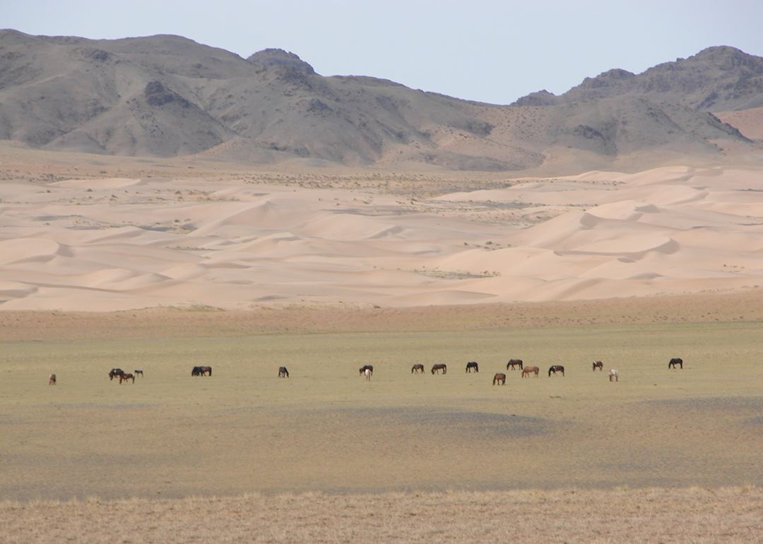 Gobi Gurvansaikhan National Park, Mongolia
