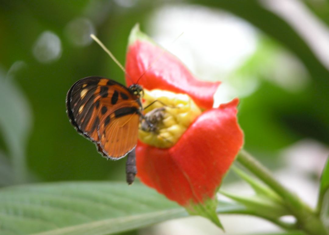 Wildlife in the Peruvian Amazon