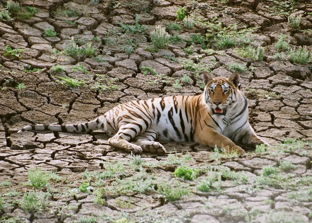 A sub adult male spotted at Pench