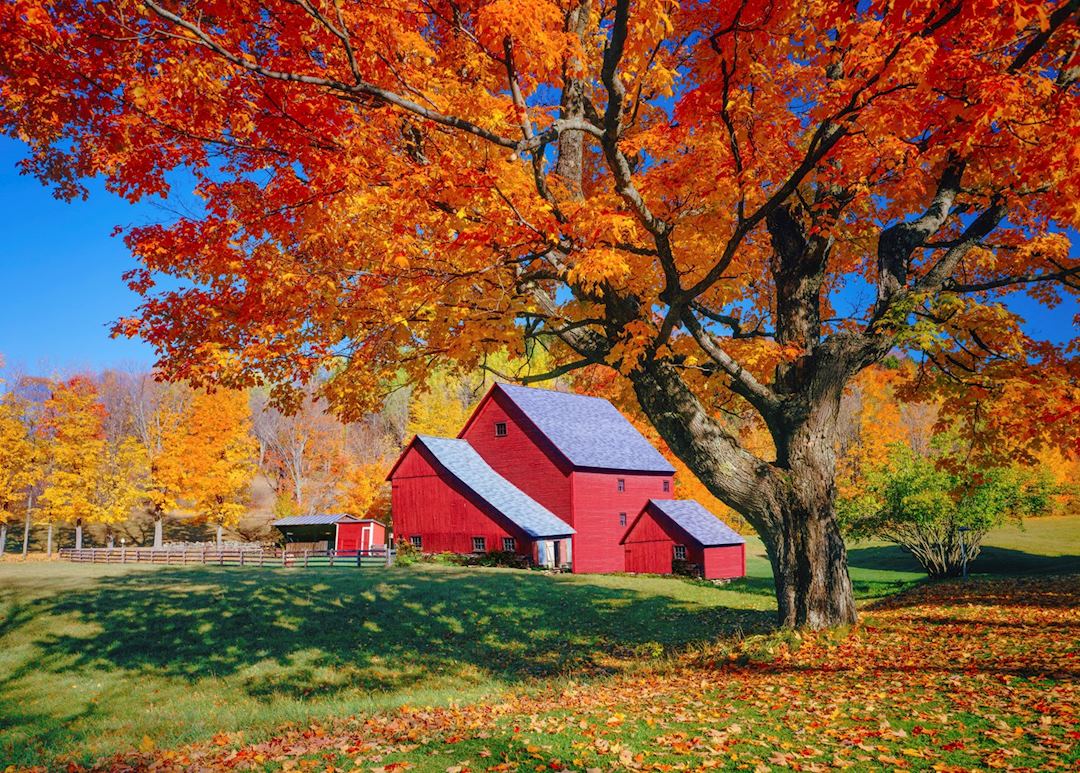 A typical Vermont red barn and maple tree