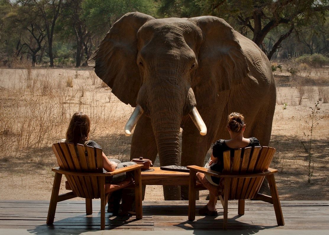 Elephant chatting with guests, Old Mondoro Elephant chatting with guests, Old Mondoro