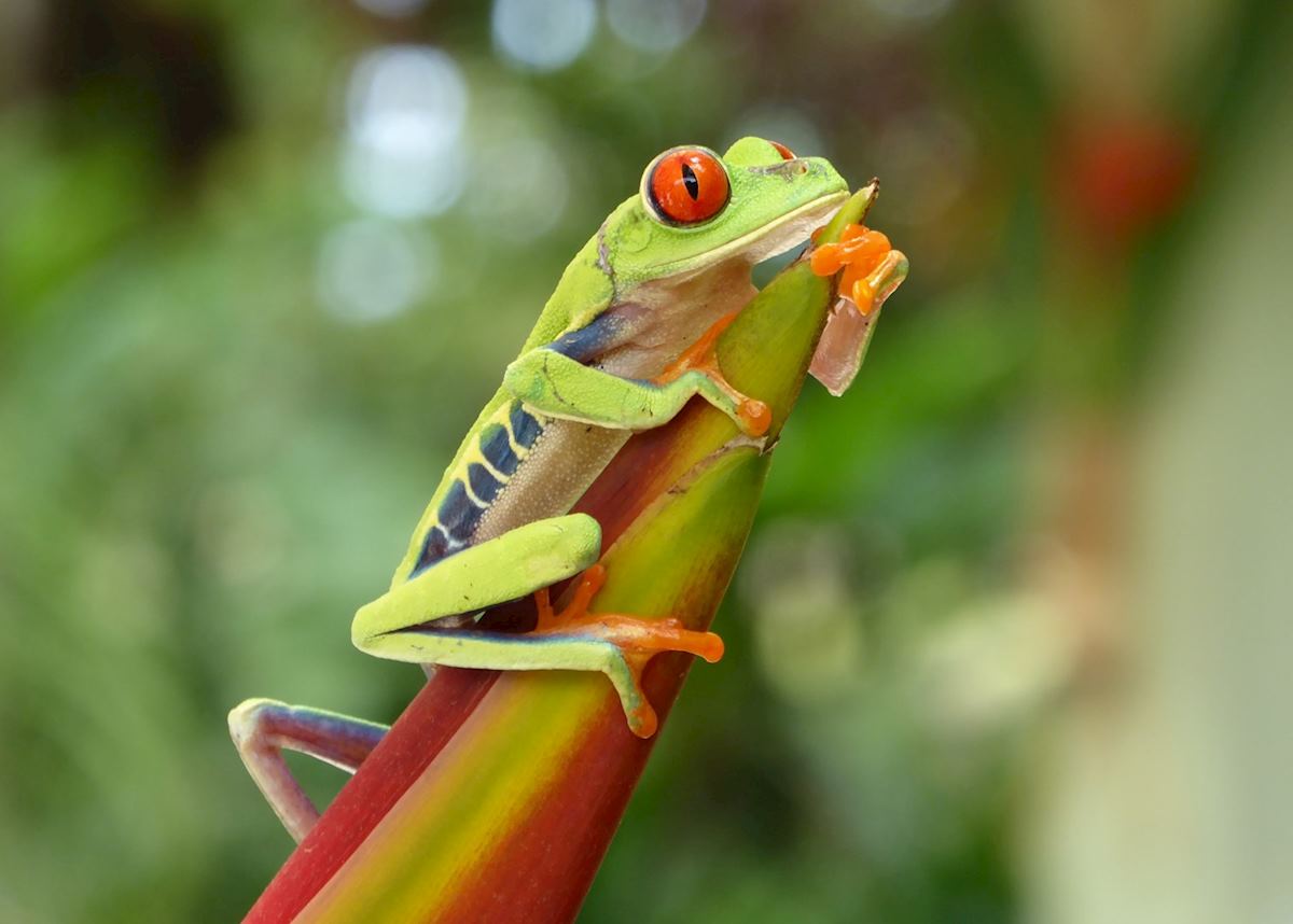 Red eyed tree frog, Costa Rica Red eyed tree frog, Costa Rica