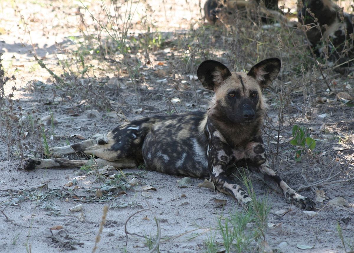 Wild dog, Savuti Wild dog, Savuti