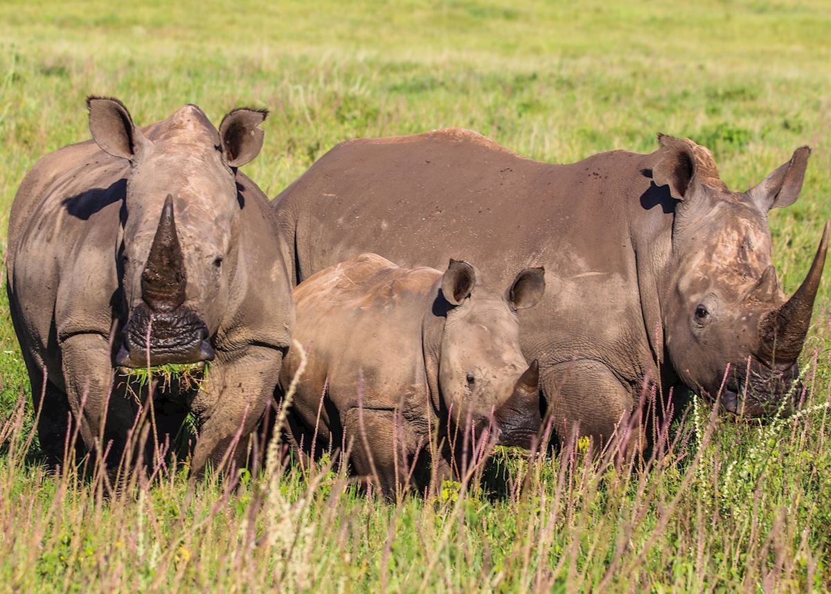 White rhino family, Lewa Wilderness Conservancy White rhino family, Lewa Wilderness Conservancy