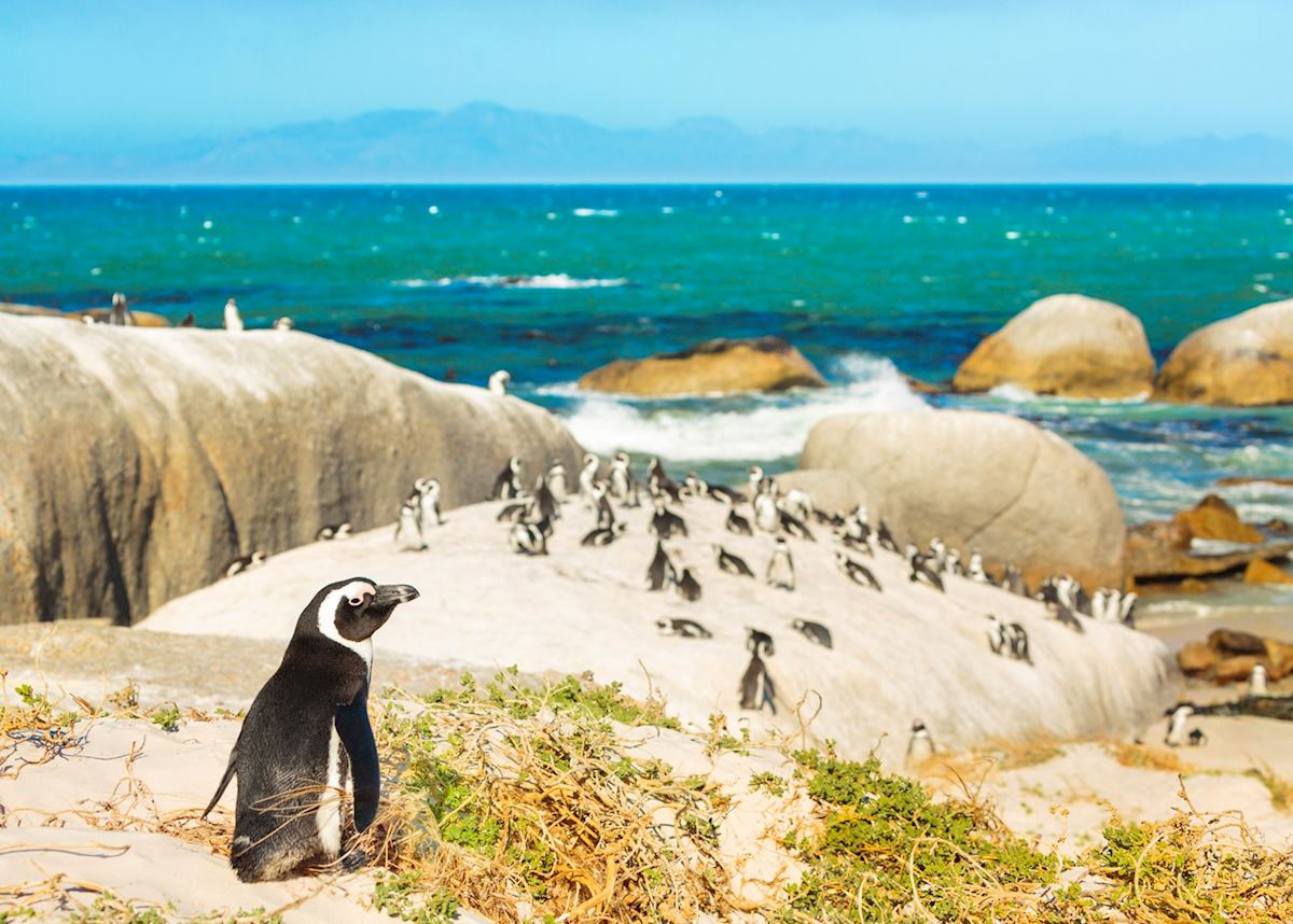 Penguins at Boulders Beach, Cape Town