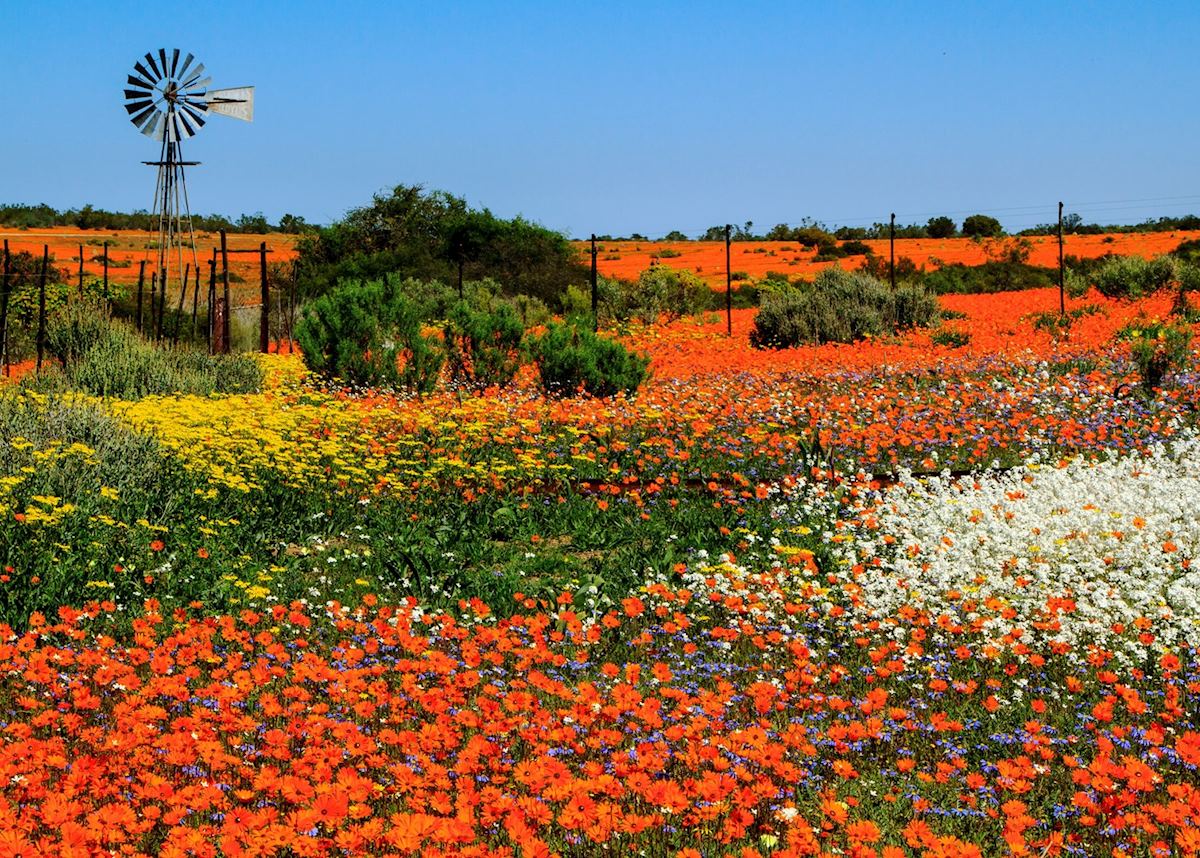 The flowers in Namaqualand, South Africa