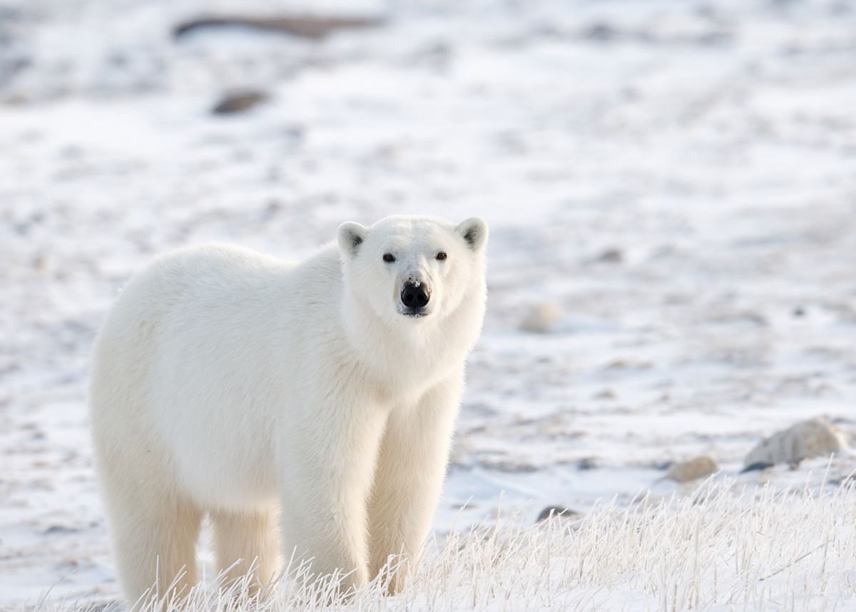 Polar bear, Churchill