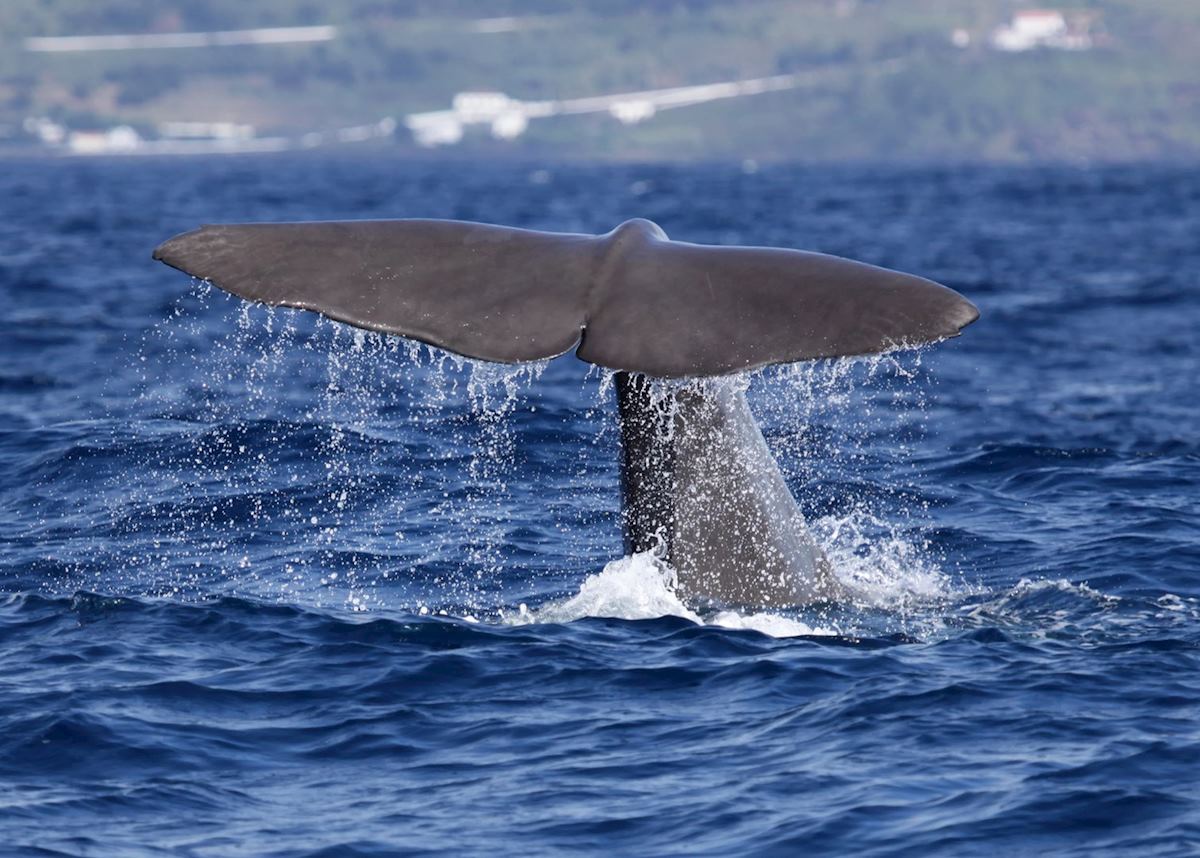 Sperm whale, Pico