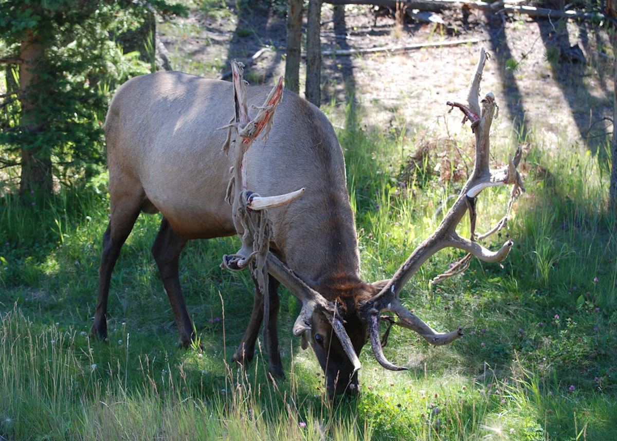 Elk, in Jasper Elk, in Jasper
