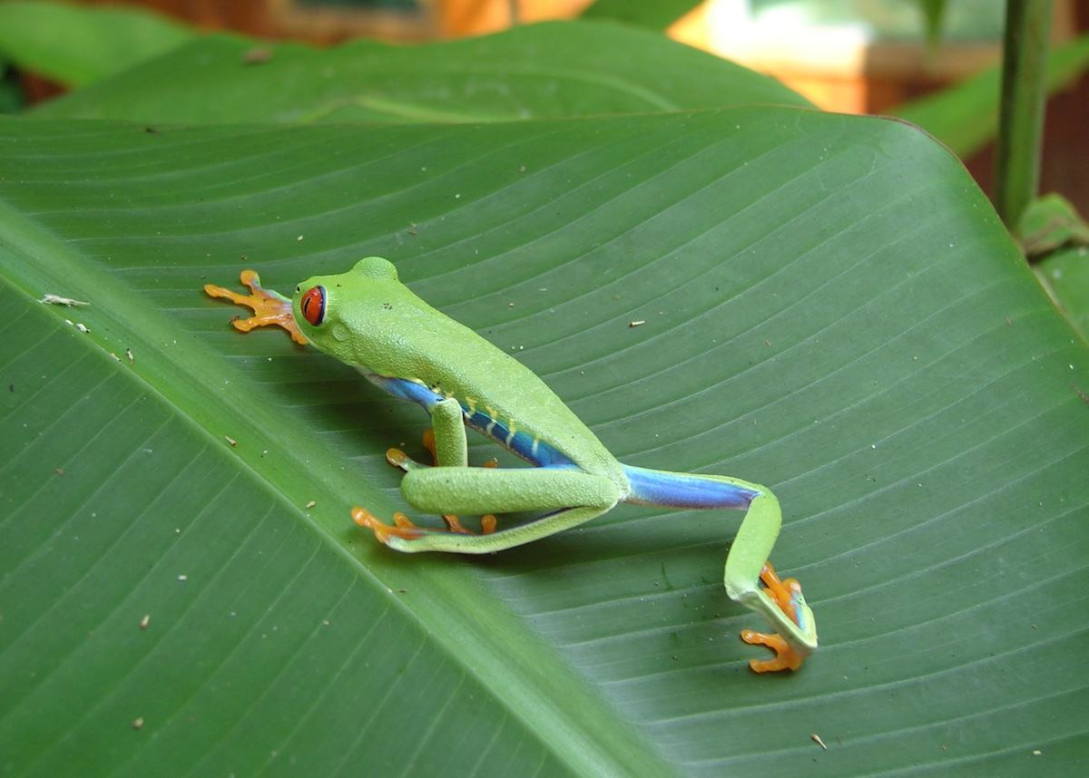 Red-eye Tree Frog, Tortuguero National Park
