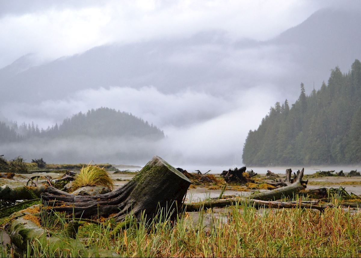 Great Bear Rainforest (klemtu), Canada Great Bear Rainforest (klemtu), Canada