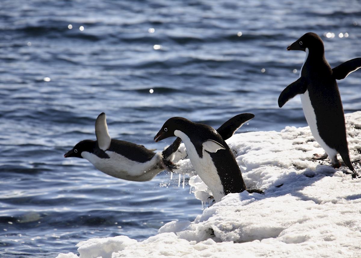 Adelie penguins, Antarctica