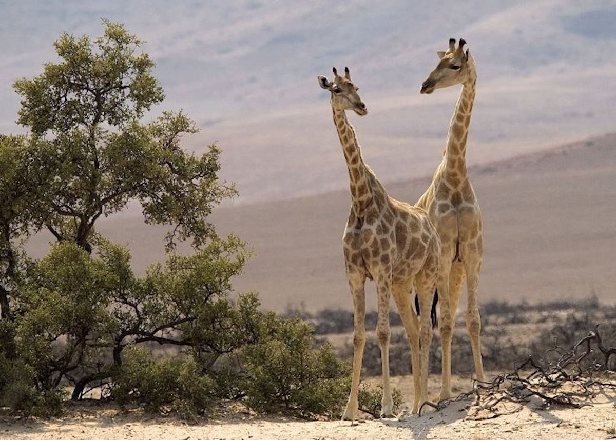 Giraffe in the Skeleton Coast National Park Giraffe in the Skeleton Coast National Park