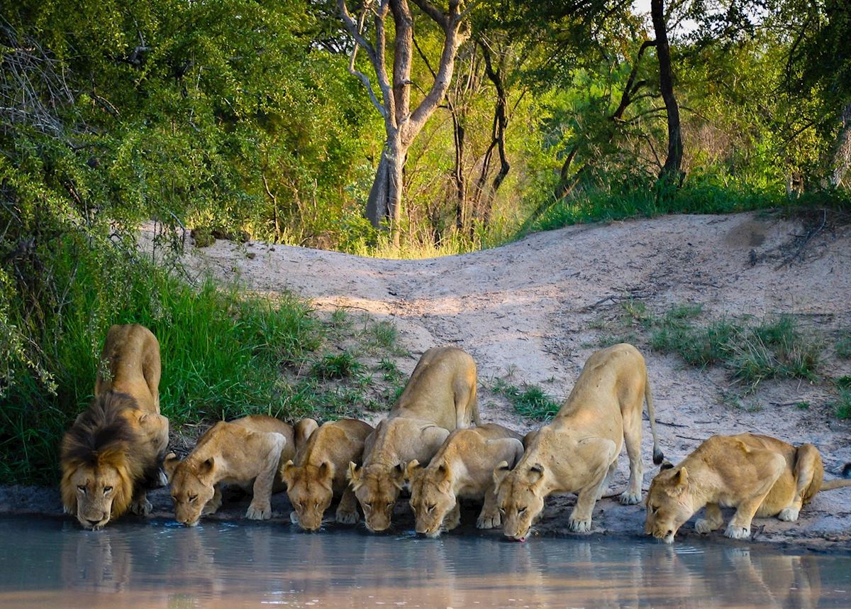 A pride of lions in the Kruger A pride of lions in the Kruger