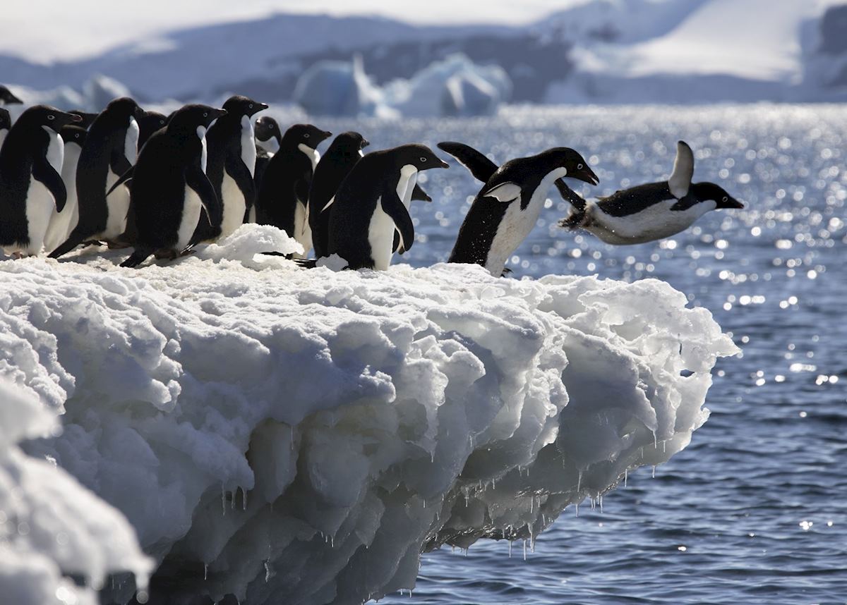 Adelie penguins