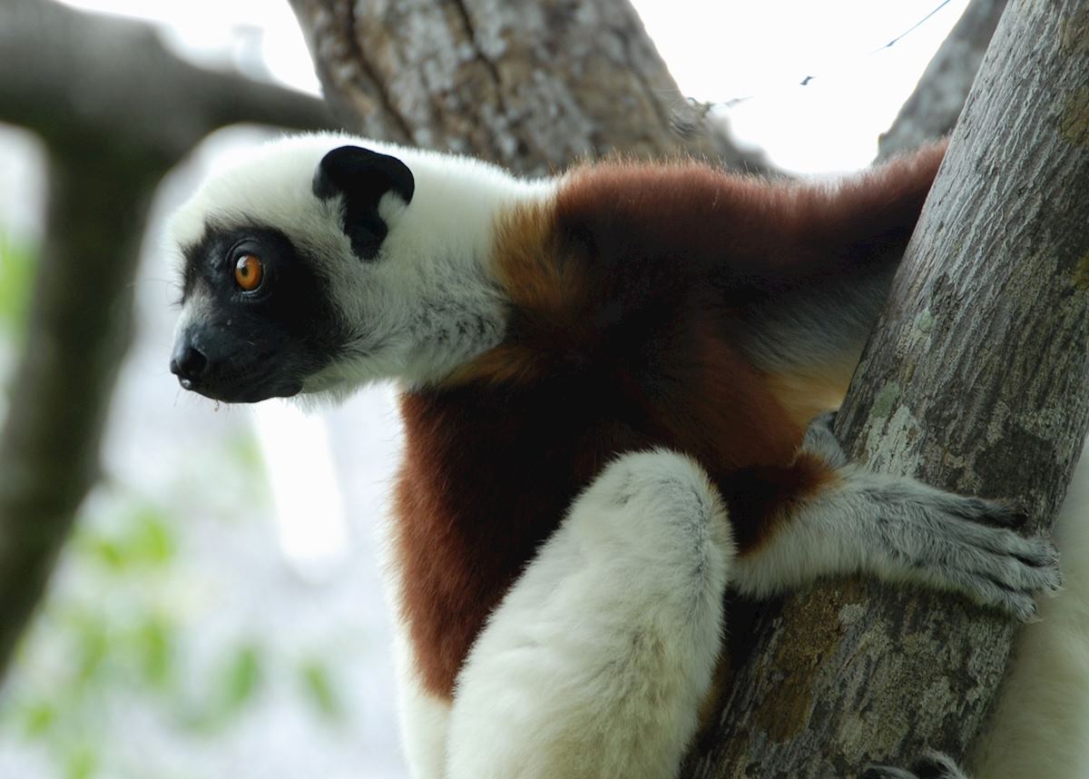 Coquerel's Sifaka, Anjajavy Private Nature Reserve